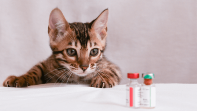 The Complete Guide to Kitten Vaccination