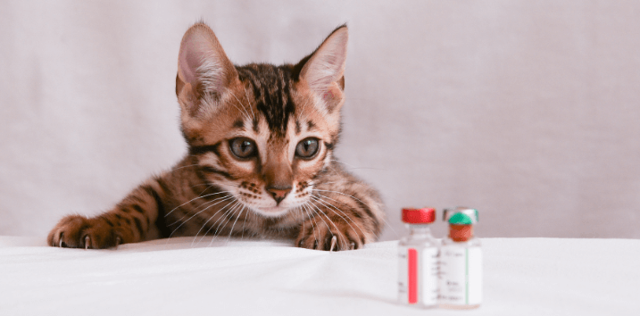 The Complete Guide to Kitten Vaccination