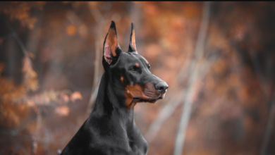 Doberman Stud Services