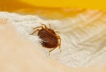Essential Oils for Bedbug Control: Do They Work?
