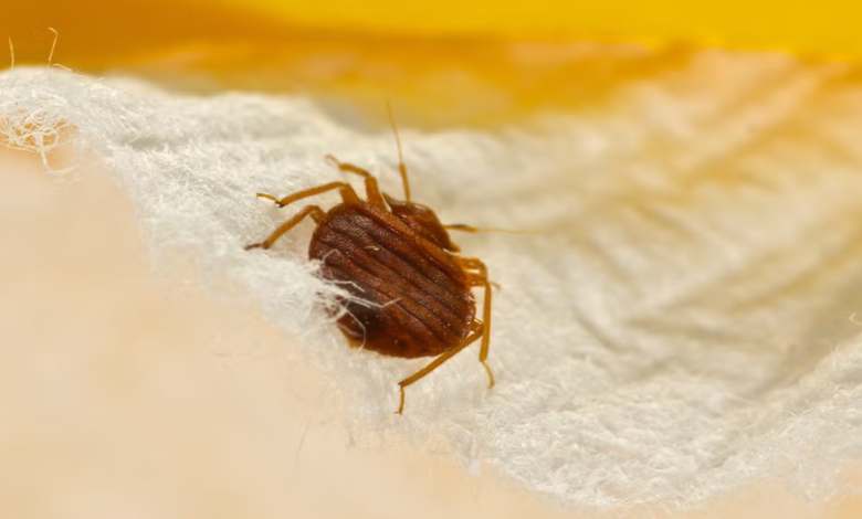 Essential Oils for Bedbug Control: Do They Work?