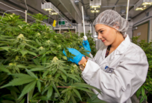 The Green Path to Wellness Dispensary Cannabis Insights