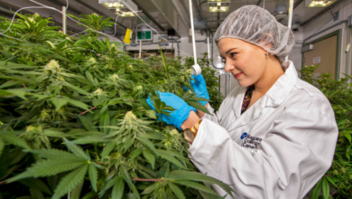 The Green Path to Wellness Dispensary Cannabis Insights