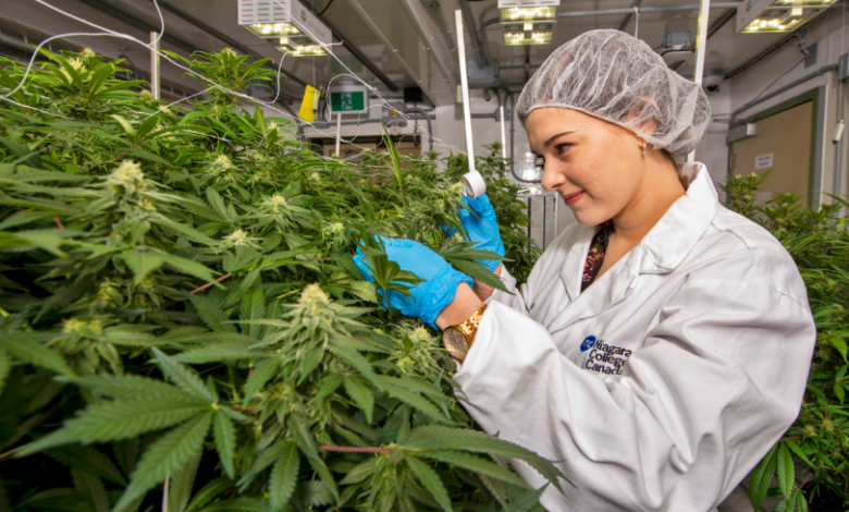 The Green Path to Wellness Dispensary Cannabis Insights